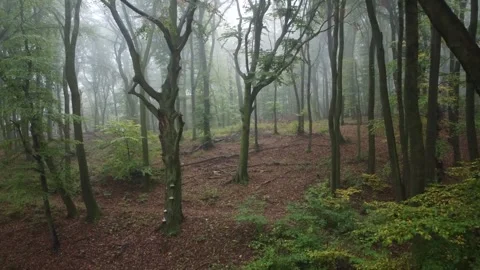 Mystical Forest Stock Footage 244421265