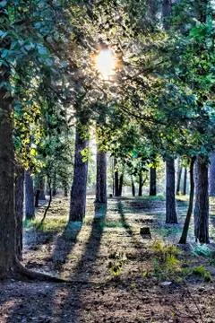 Mystical forest. Full moon. Stock-Fotos