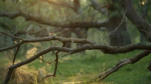 Mystical Forest Landscape with Twisting Branches and Sunlight Creating Stock Photos