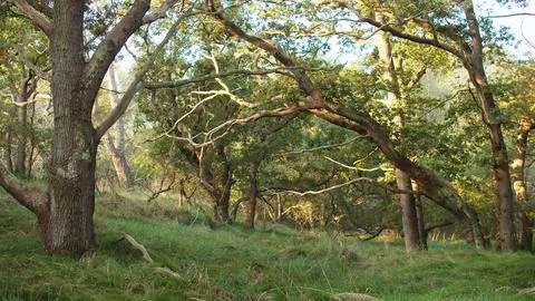 Mystical Forest Landscape with Twisting Branches and Sunlight Creating Stock Photos