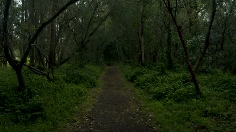 Mystical forest path 4K Stock Footage 168395353