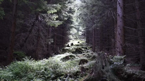 Mystical forest path covered with moss and wild plants where sunlight breaks thr Stock Footage 315940524