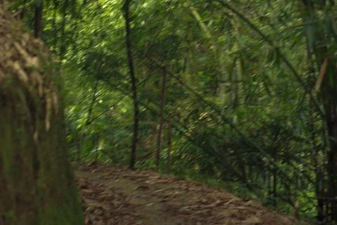 Mystical Forest Path Stock Photos