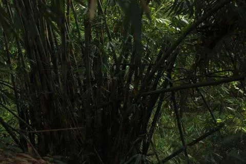 Mystical Forest Path Stock Photos