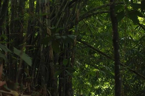 Mystical Forest Path Stock Photos