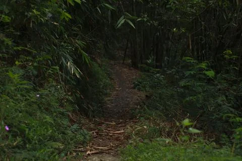 Mystical Forest Path Stock Photos