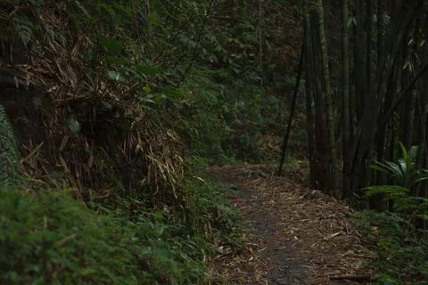 Mystical Forest Path Stock Photos