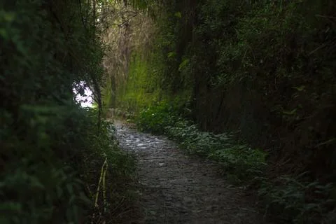 Mystical Forest Path Stock Photos