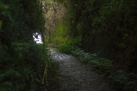 Mystical Forest Path Stock Photos