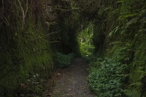 Mystical Forest Path Stock Photos