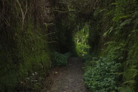 Mystical Forest Path Stock Photos