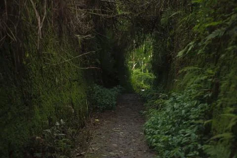 Mystical Forest Path Stock Photos