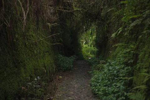 Mystical Forest Path Stock Photos