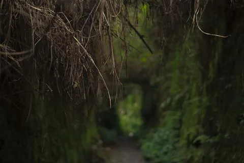 Mystical Forest Path Stock Photos