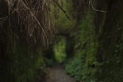 Mystical Forest Path Stock Photos