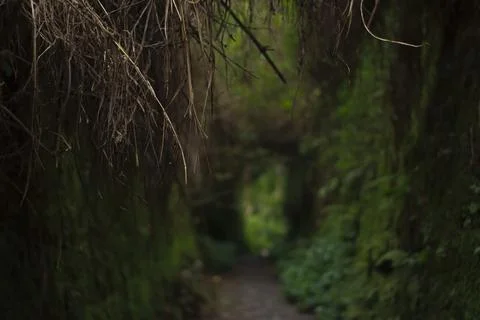 Mystical Forest Path Stock Photos