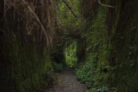 Mystical Forest Path Stock Photos