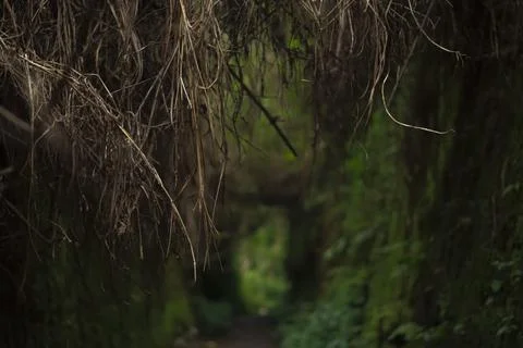 Mystical Forest Path Stock Photos