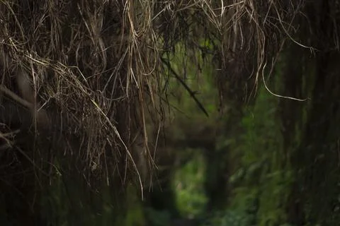 Mystical Forest Path Stock Photos