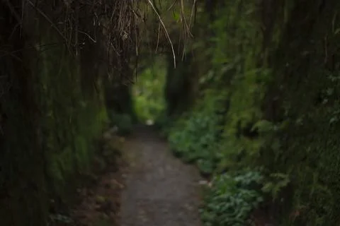 Mystical Forest Path Stock Photos