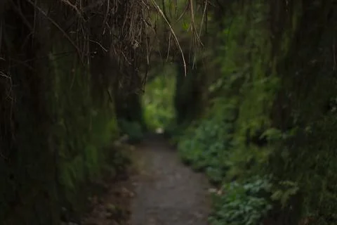 Mystical Forest Path Stock Photos