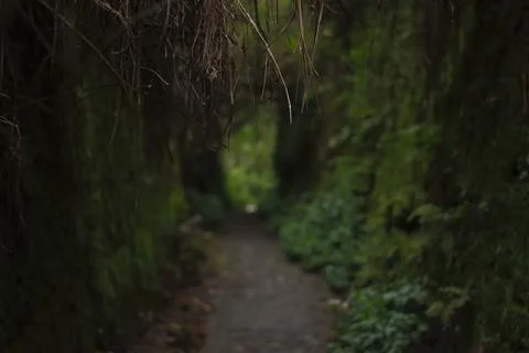 Mystical Forest Path Stock Photos