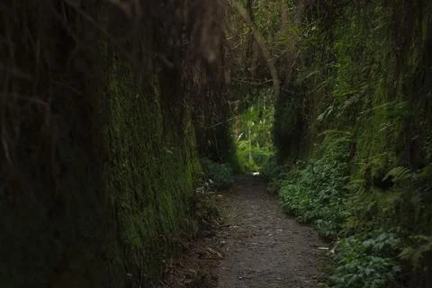Mystical Forest Path Stock Photos