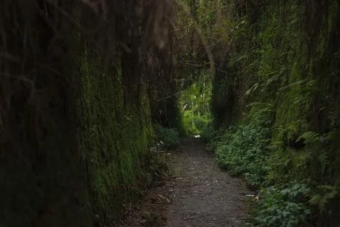 Mystical Forest Path Stock Photos
