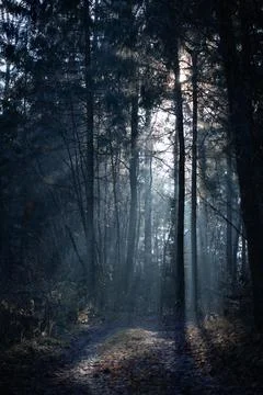 Mystical Forest Path with Sunbeams Breaking Through Stock Photos