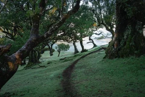 A mystical forest path winds down a fog-covered hillside under gnarled tree c Stock Photos