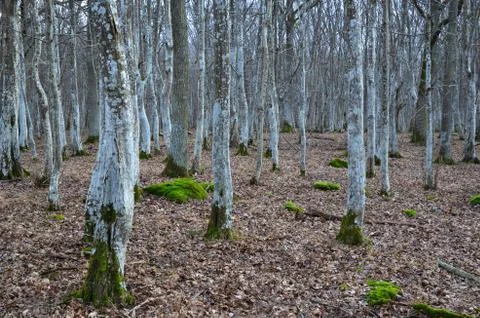 Mystical forest Stock Photos