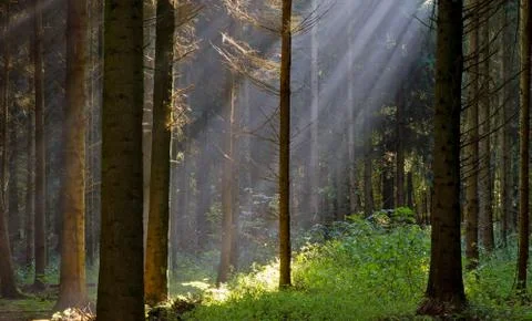 Mystical forest Foto stock