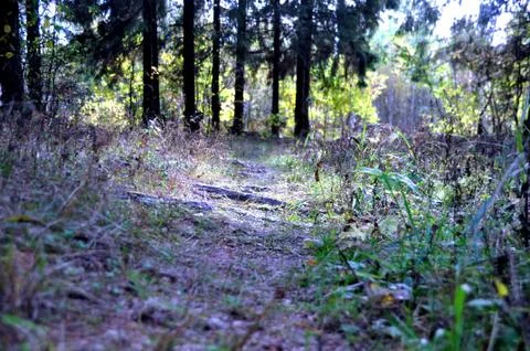 Mystical forest Stock Photos
