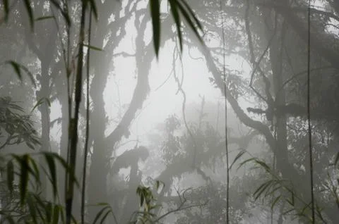 Mystical forest Stock Photos