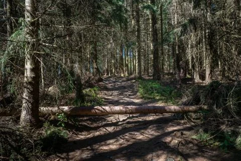 Mystical forest with root path and a tree lying over the path Stock Photos