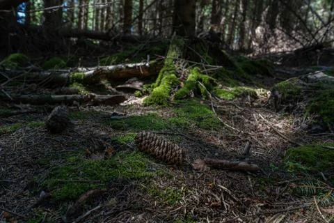 Mystical forest with root path and a tree lying over the path Stock Photos