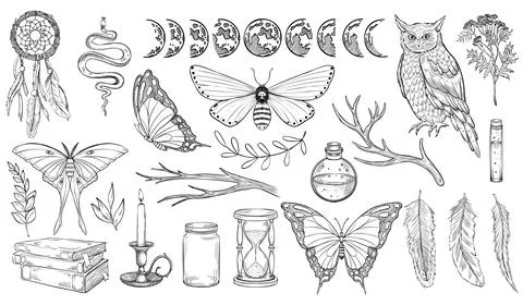 Mystical forest set. Vector illustration of owl and moths. Drawing of Witch Stock Illustration