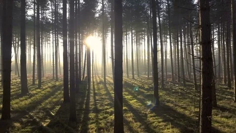 Mystical forest: sun rays shining through trees Stock Footage 71779103