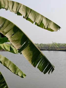 Mystical Forest with Sun Rays Through the Trees Stock Photos