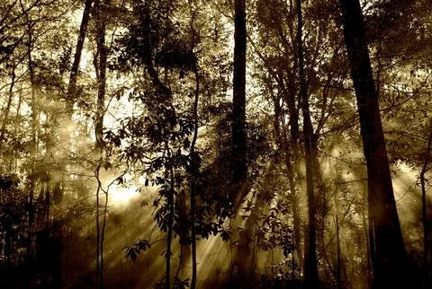 Mystical Forest with Sunbeams Filtering Through Fog Stock Photos