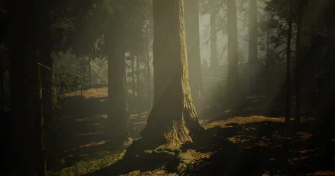 Mystical forest with sunlight filtering through tall trees at dusk Vídeos de archivo 327260915