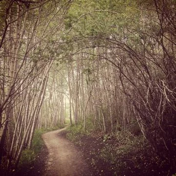 Mystical forest trail Stock Photos