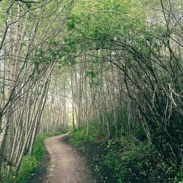 Mystical forest trail Stock Photos