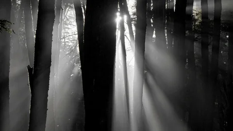 Mystical forest, washed by brights rays of sun. Sun is emerging from beyond the Stock Footage 107086172