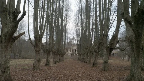 Mystical frame on a path with trees near the house Stock Footage 126698875
