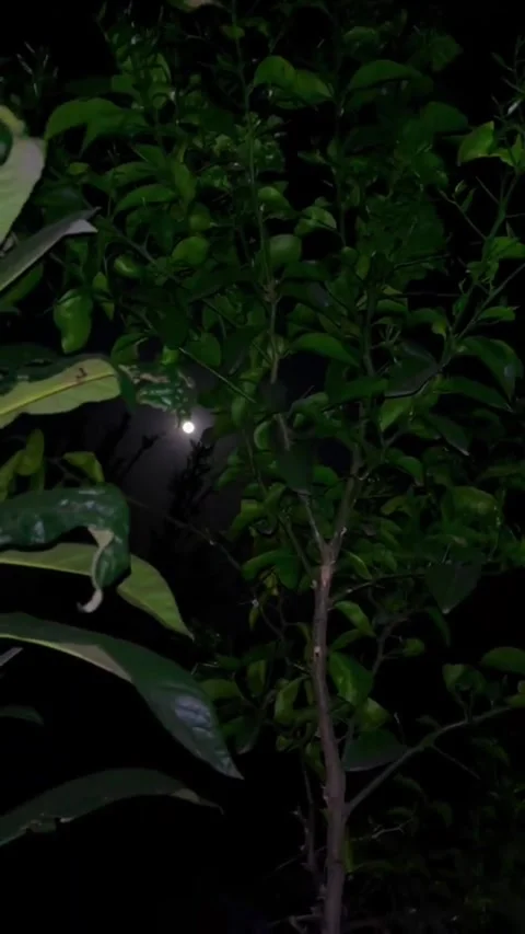 Mystical Full Moon Shining Through Tree Leaves at Night Vídeos de archivo 332076535