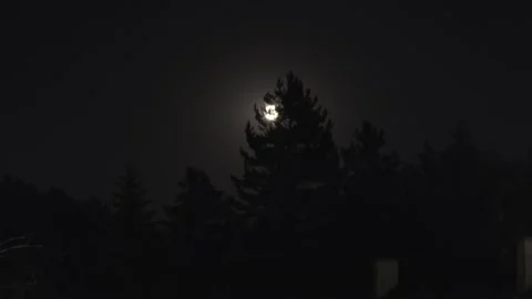 Mystical Full Moon Time-Lapse Through Tree Canopy at Night Video stock 314664189