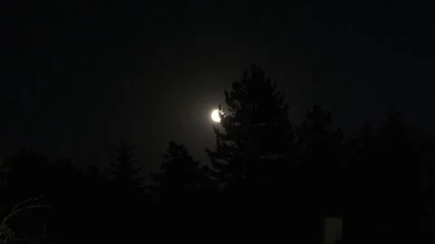 Mystical Full Moon Time-Lapse Through Tree Canopy at Night 2 Stock Footage 314678839