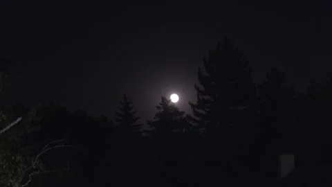 Mystical Full Moon Time-Lapse Through Tree Canopy at Night 3 Video stock 314682804