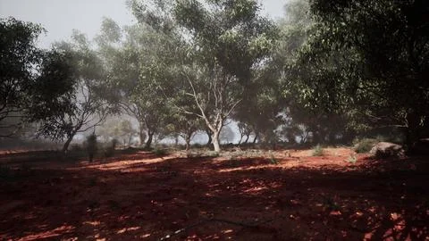 A Mystical Gathering of Eucalyptus Trees Enchants a Vast Field Stock Illustration